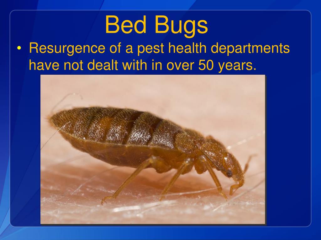 PPT VectorBorne Diseases PowerPoint Presentation, free download ID