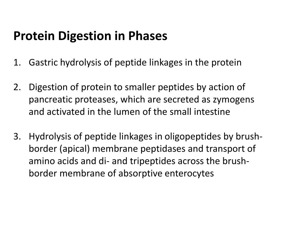 PPT Protein Digestion and Peptide / Amino Acid Absorption PowerPoint