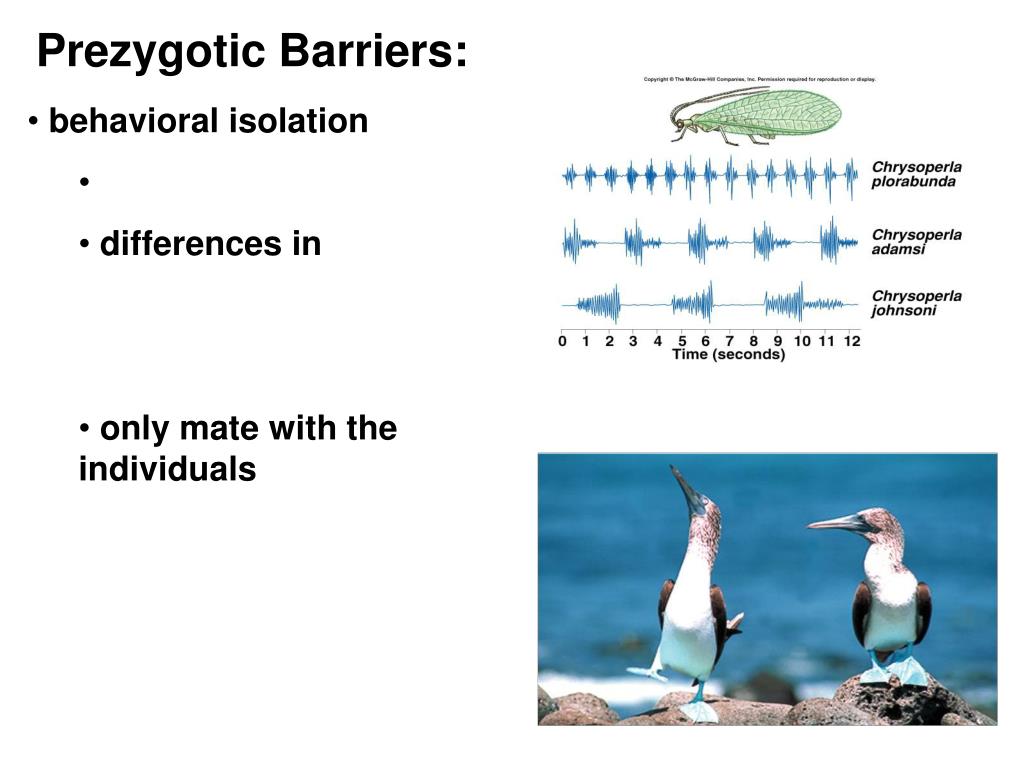 PPT Macroevolution speciation Tuesday 11/5/13 PowerPoint