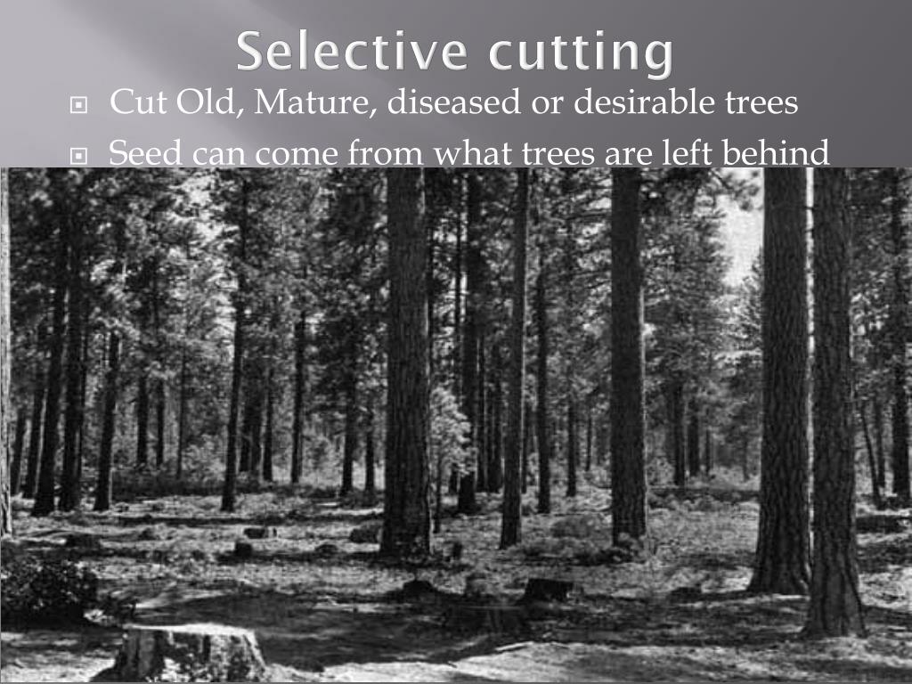 PPT Forestry in Canada PowerPoint Presentation, free download ID