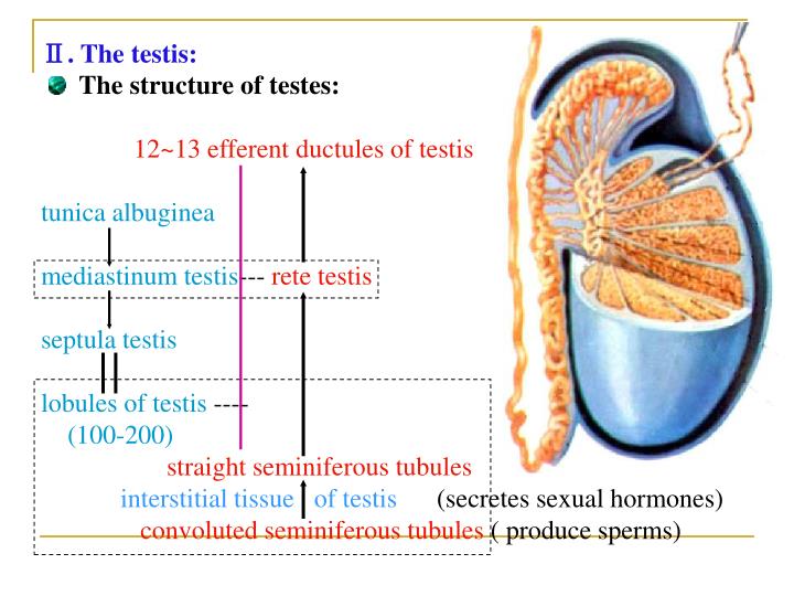 PPT Part II Splanchnology Chapter 8 The Reproductive
