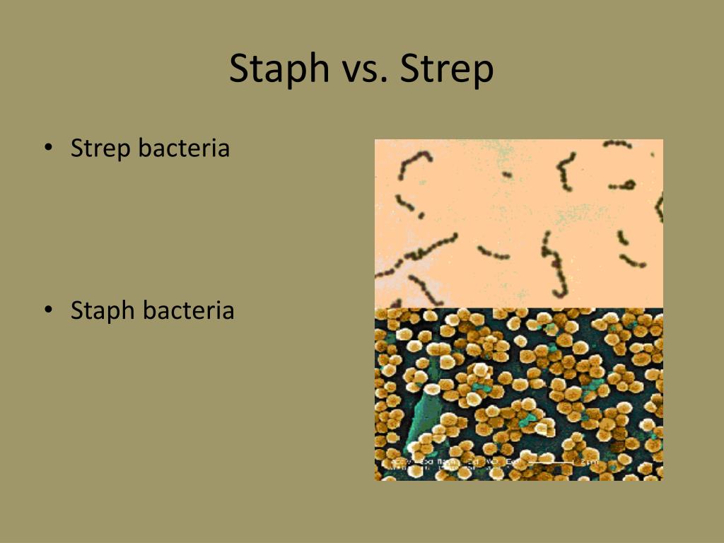 PPT Skin Infections In Athletics PowerPoint Presentation, free