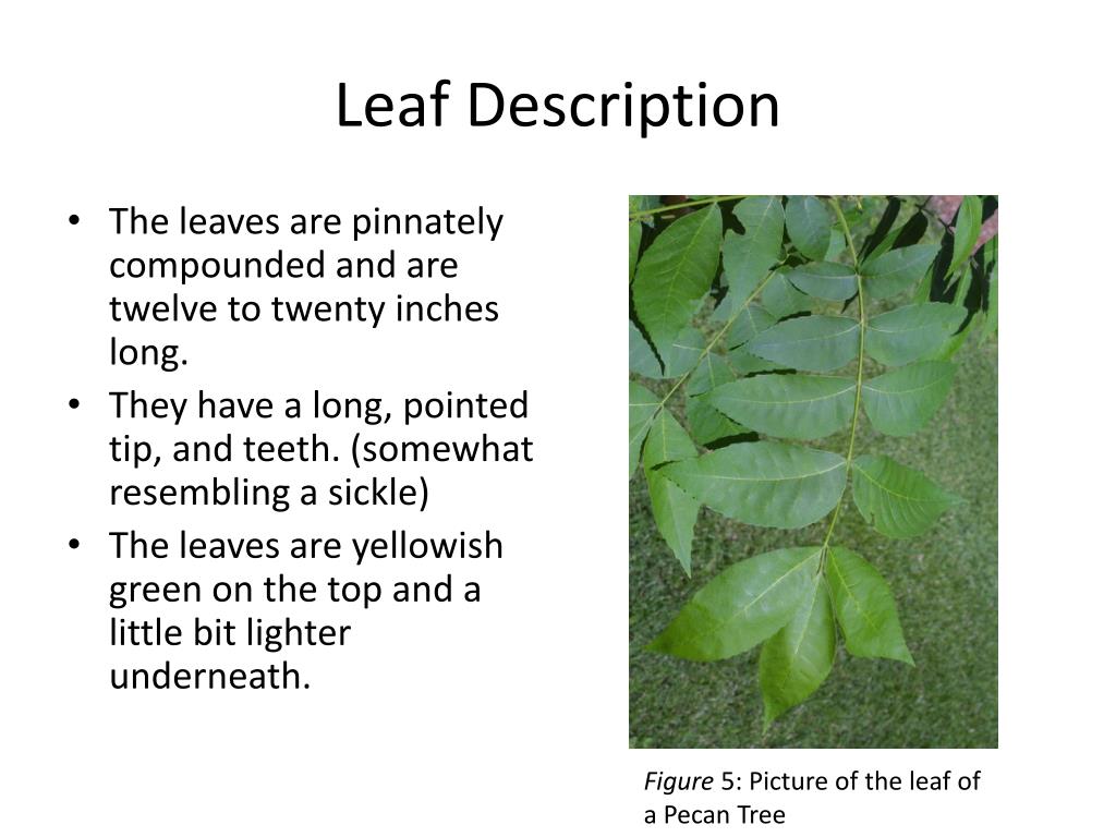 PPT Pecan PowerPoint Presentation, free download ID1699874