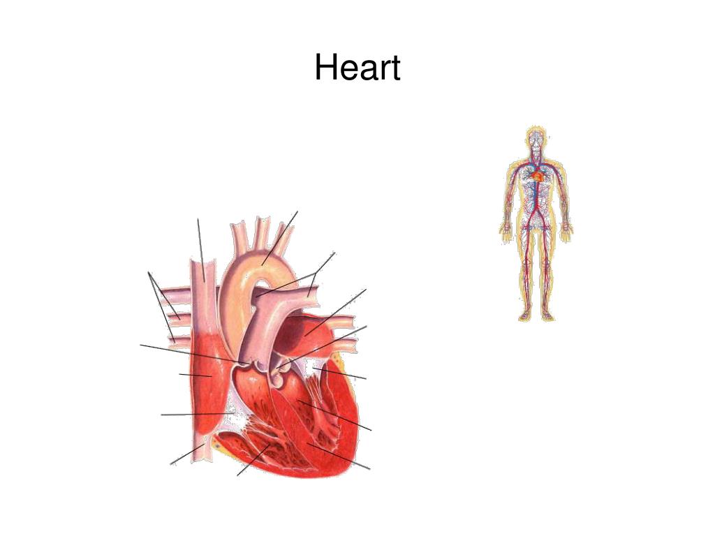 PPT AimHow does the circulatory system work with the digestive