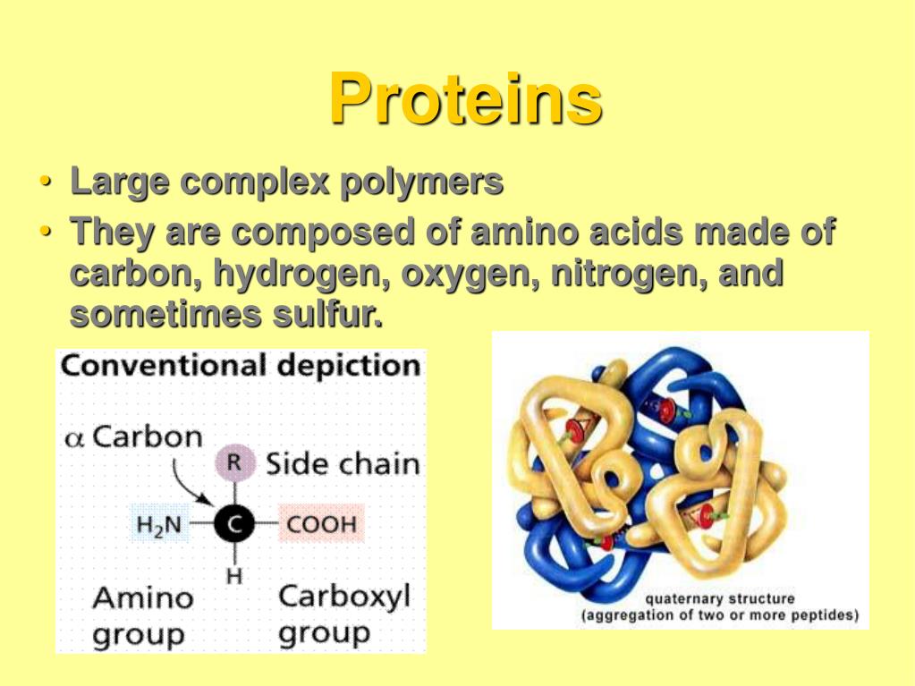 PPT The four major biomolecules PowerPoint Presentation, free