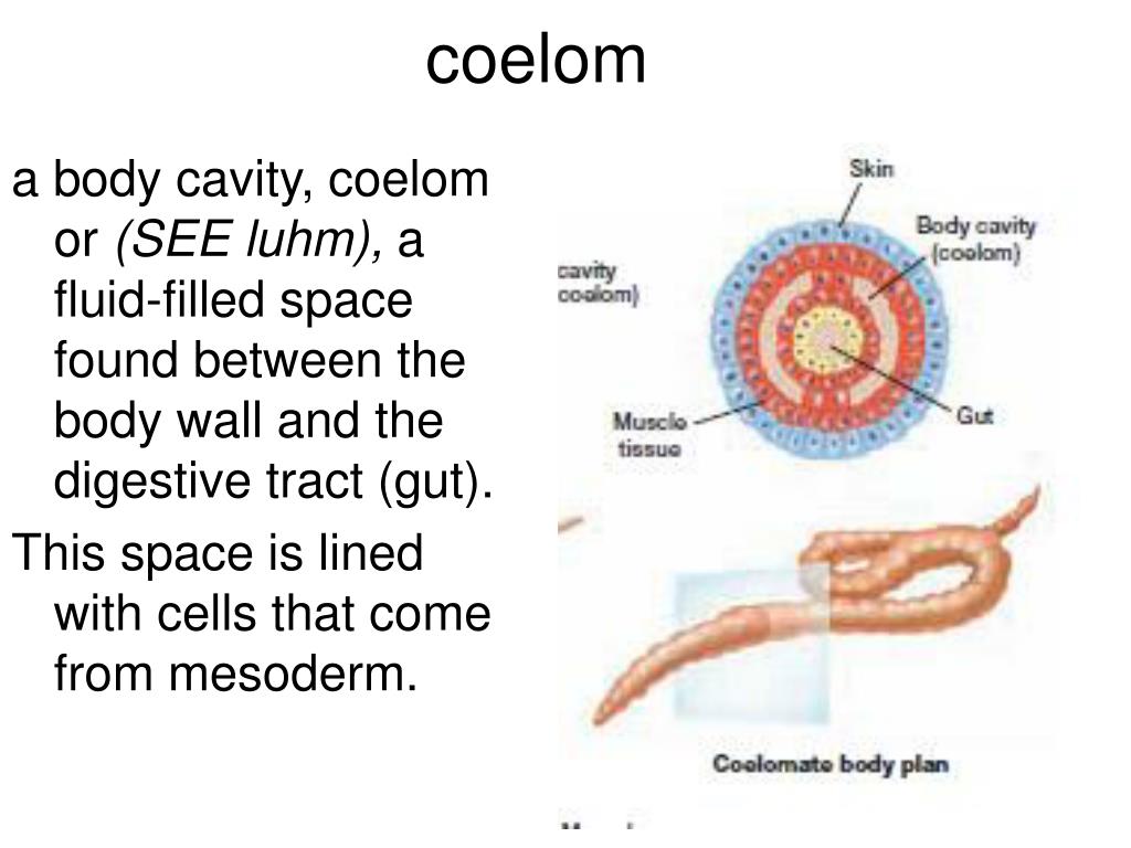 PPT Introduction to Animals PowerPoint Presentation, free download