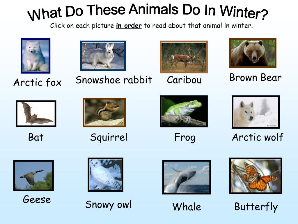 PPT What Do These Animals Do In Winter? PowerPoint Presentation, free