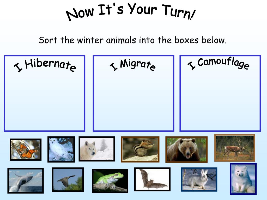 PPT What Do These Animals Do In Winter? PowerPoint Presentation, free