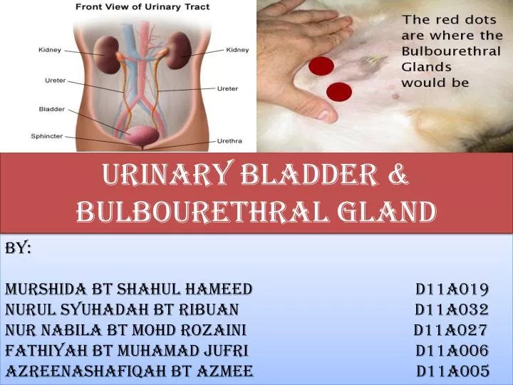 PPT URINARY BLADDER & BULBOURETHRAL GLAND PowerPoint Presentation