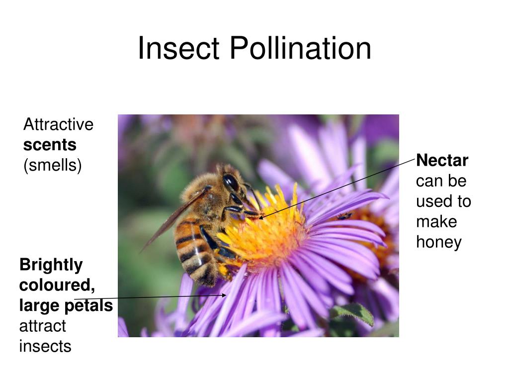 PPT Flowering Plants PowerPoint Presentation, free download ID1703057