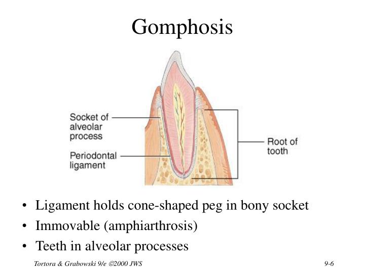 PPT Chapter 9 Joints PowerPoint Presentation ID1703136