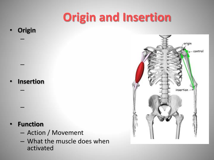 PPT If all the muscles in the body could pull in one direction, in(05)