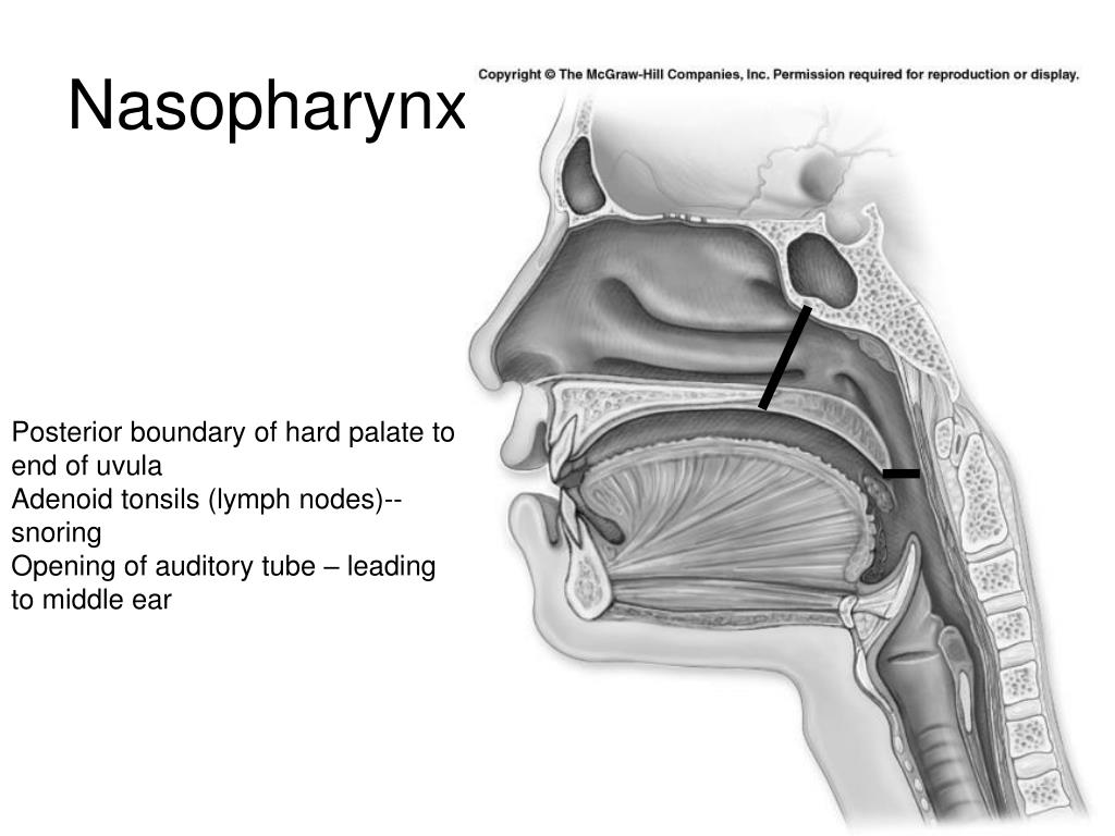 PPT Human Anatomy PowerPoint Presentation, free download