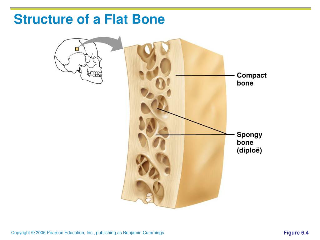 PPT Bones and Skeletal Tissues PowerPoint Presentation, free download
