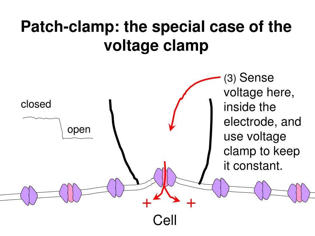 PPT CELLULAR CARDIAC ELECTROPHYSIOLOGICAL TECHNIQUES PowerPoint