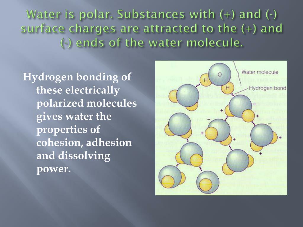 PPT Water The Universal Solvent PowerPoint Presentation, free