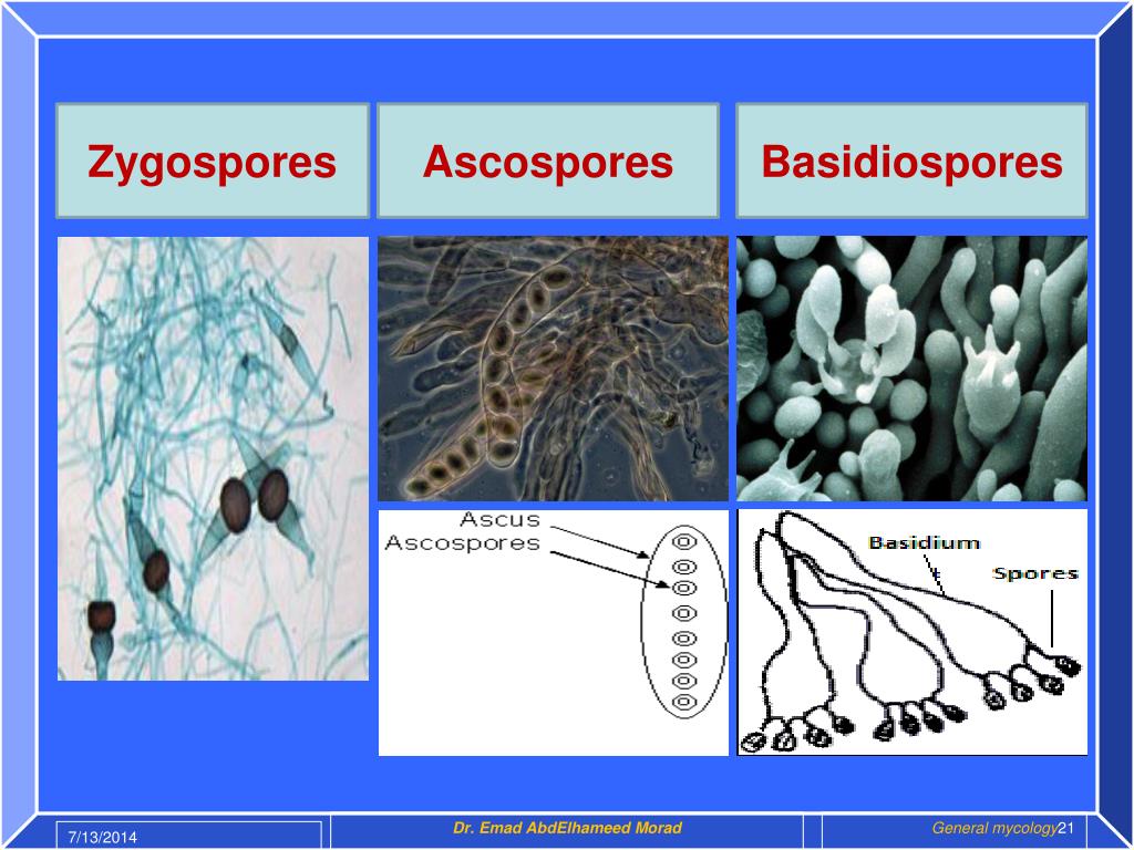 PPT INTRODUCTION TO MYCOLOGY PowerPoint Presentation, free download