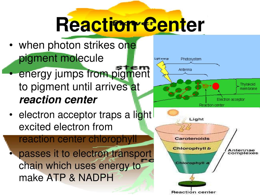 PPT PHOTOSYNTHESIS PowerPoint Presentation, free download ID1710862