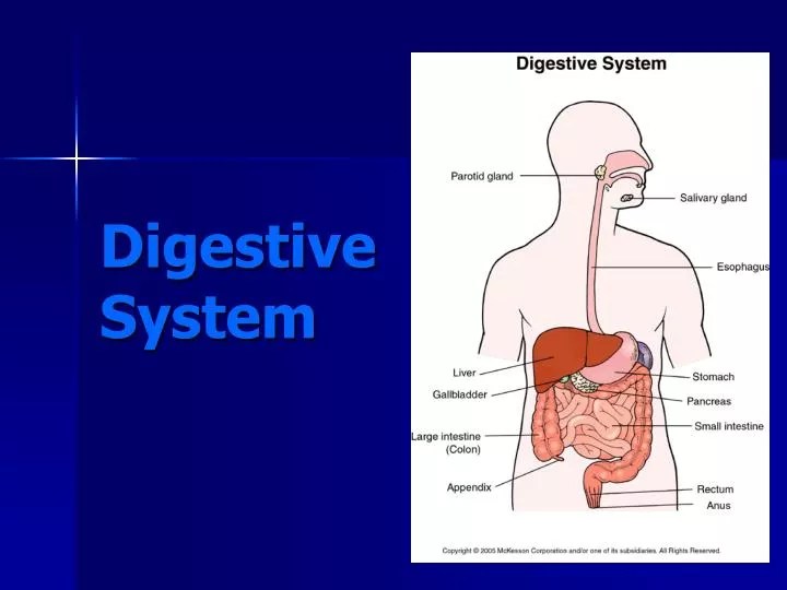 PPT Digestive System PowerPoint Presentation, free download ID1711148