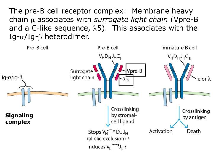 PPT BCell Generation, Activation, and Differentiation PowerPoint