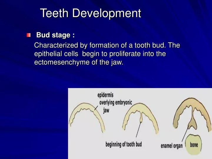 PPT Teeth Development PowerPoint Presentation, free download ID1716234