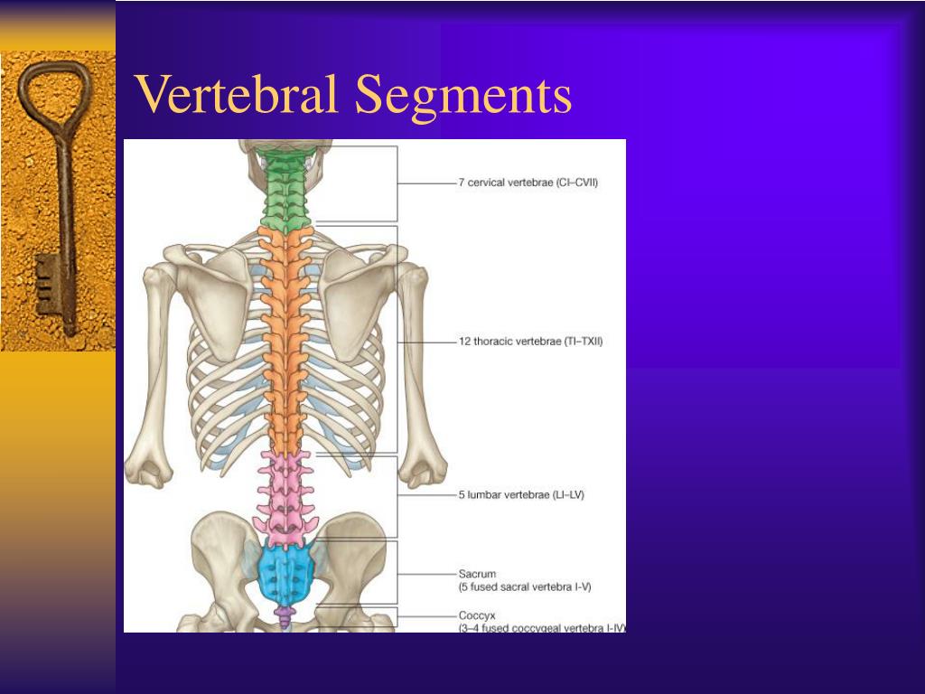 PPT Vertebral Column PowerPoint Presentation, free download ID1717397