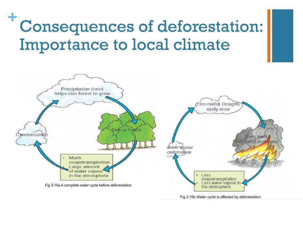 Historical Science The Water Cycle In The Rainforest