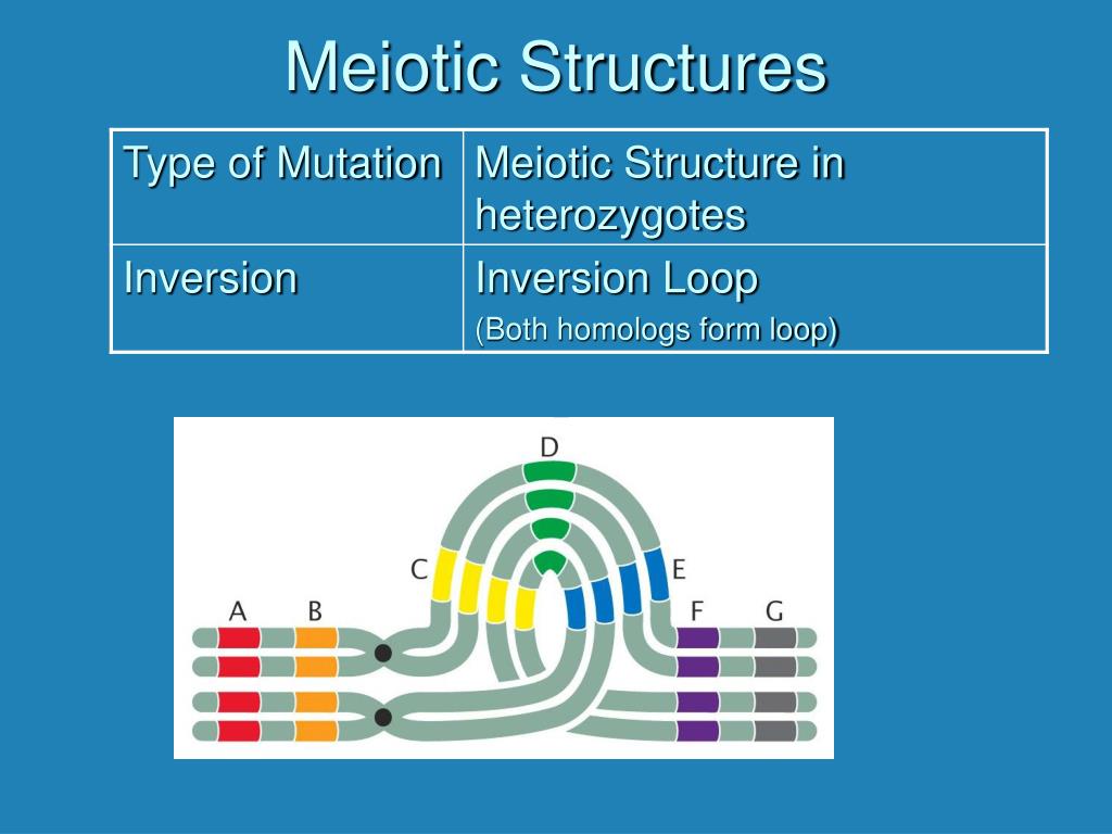 PPT Changes in Chromosome Structure PowerPoint Presentation, free