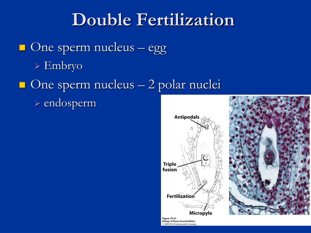 PPT Angiosperms PowerPoint Presentation, free download ID1720023