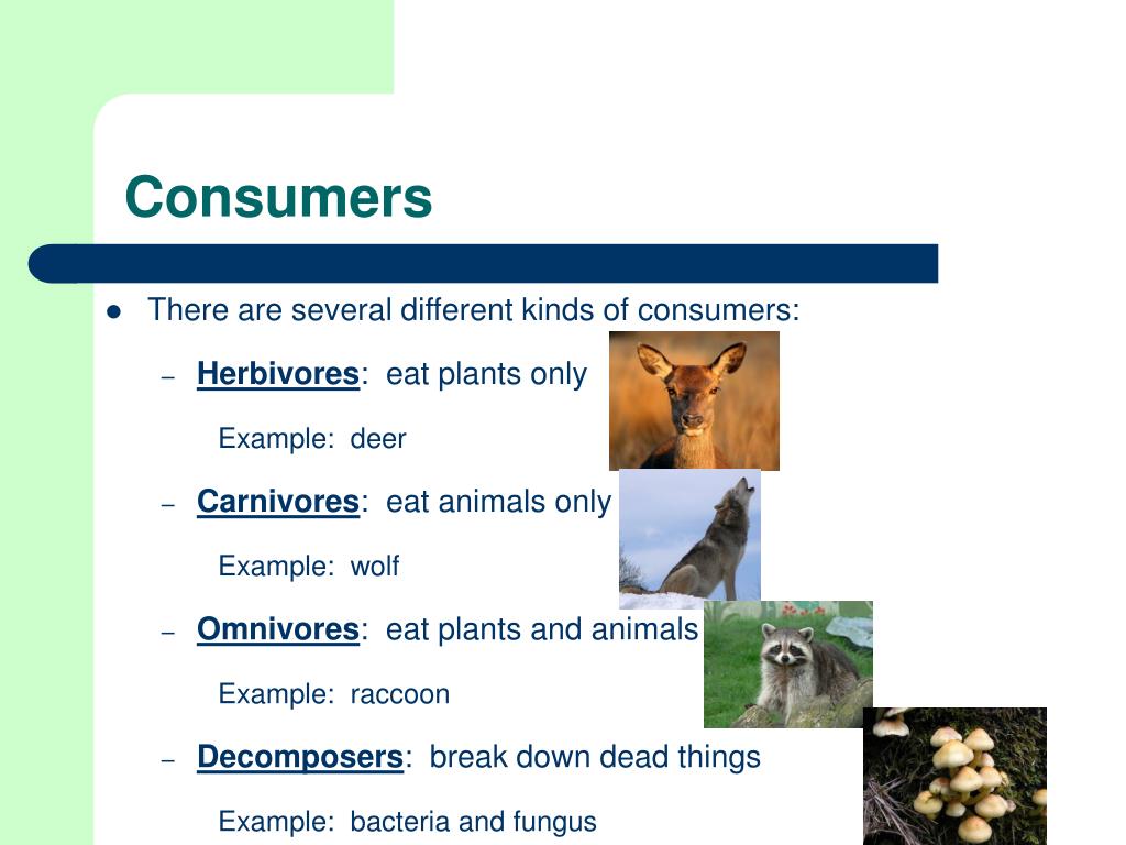 PPT Introduction to Ecosystems PowerPoint Presentation, free download