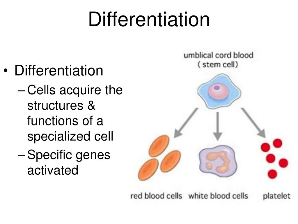 PPT Levels of Organization PowerPoint Presentation, free download