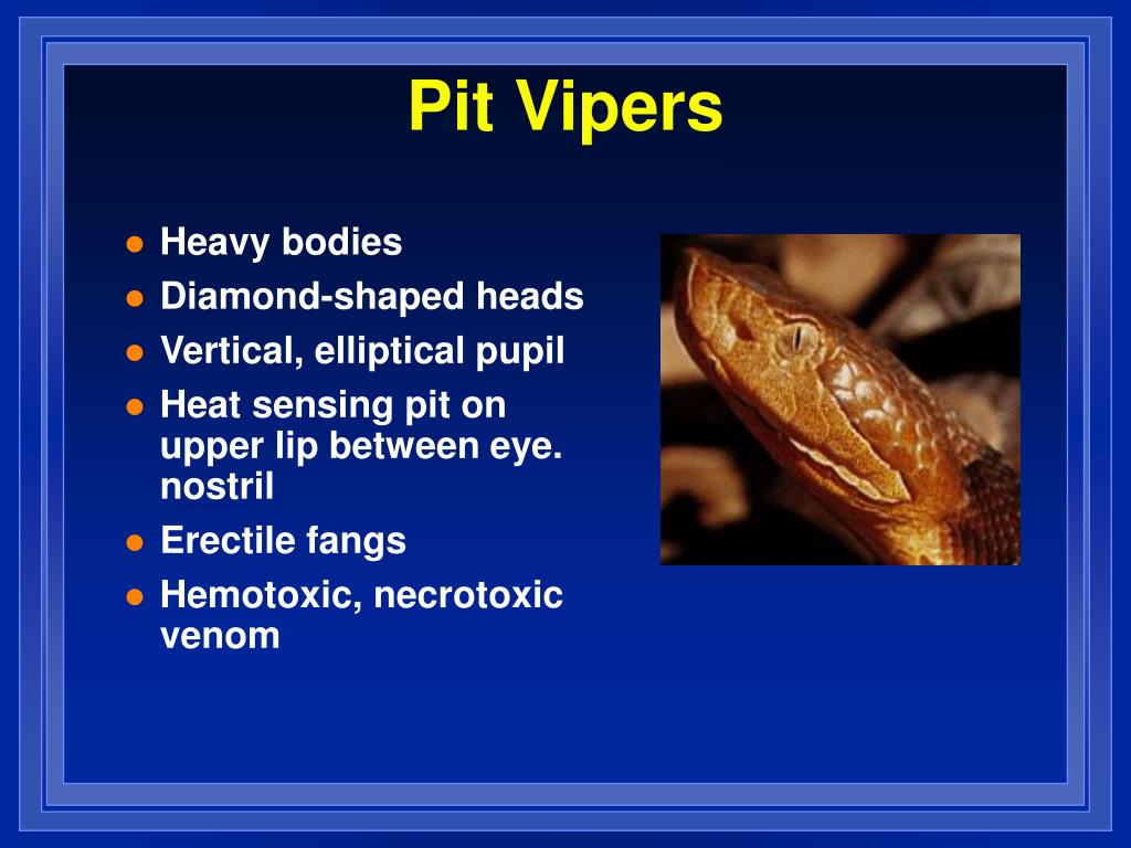 PPT Bites and Stings PowerPoint Presentation, free download ID1728496