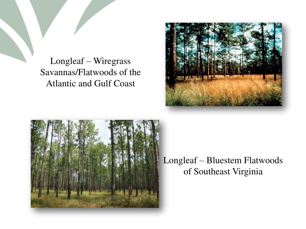 PPT BRIEF HISTORY OF LONGLEAF PINE PowerPoint Presentation, free
