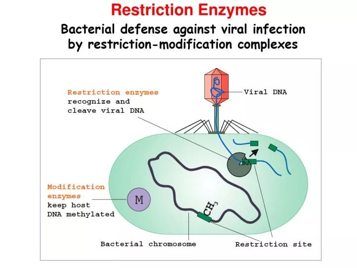 PPT Restriction Enzymes PowerPoint Presentation, free download ID