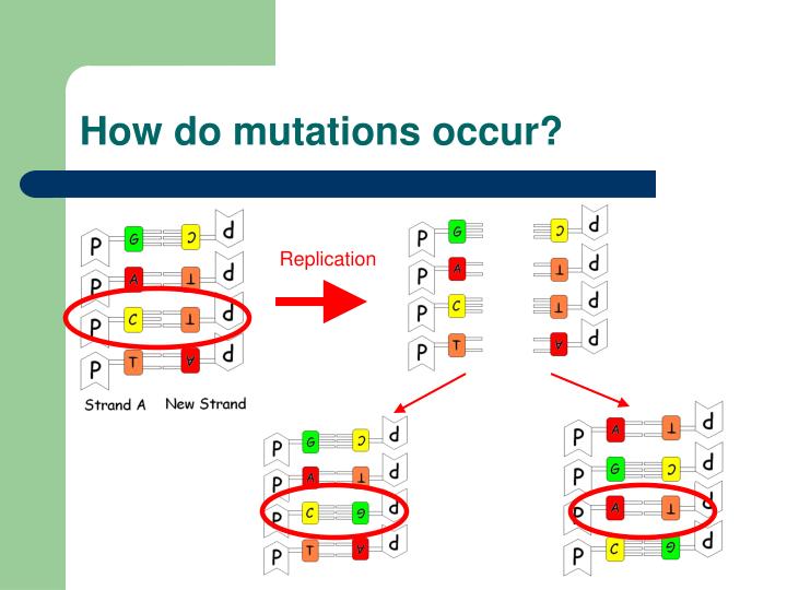 PPT DNA Replication and Mutation PowerPoint