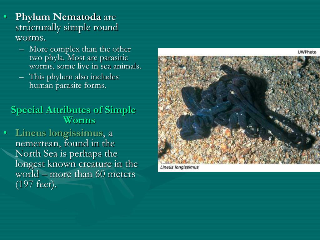 PPT Characteristics of Simple Worms PowerPoint Presentation, free