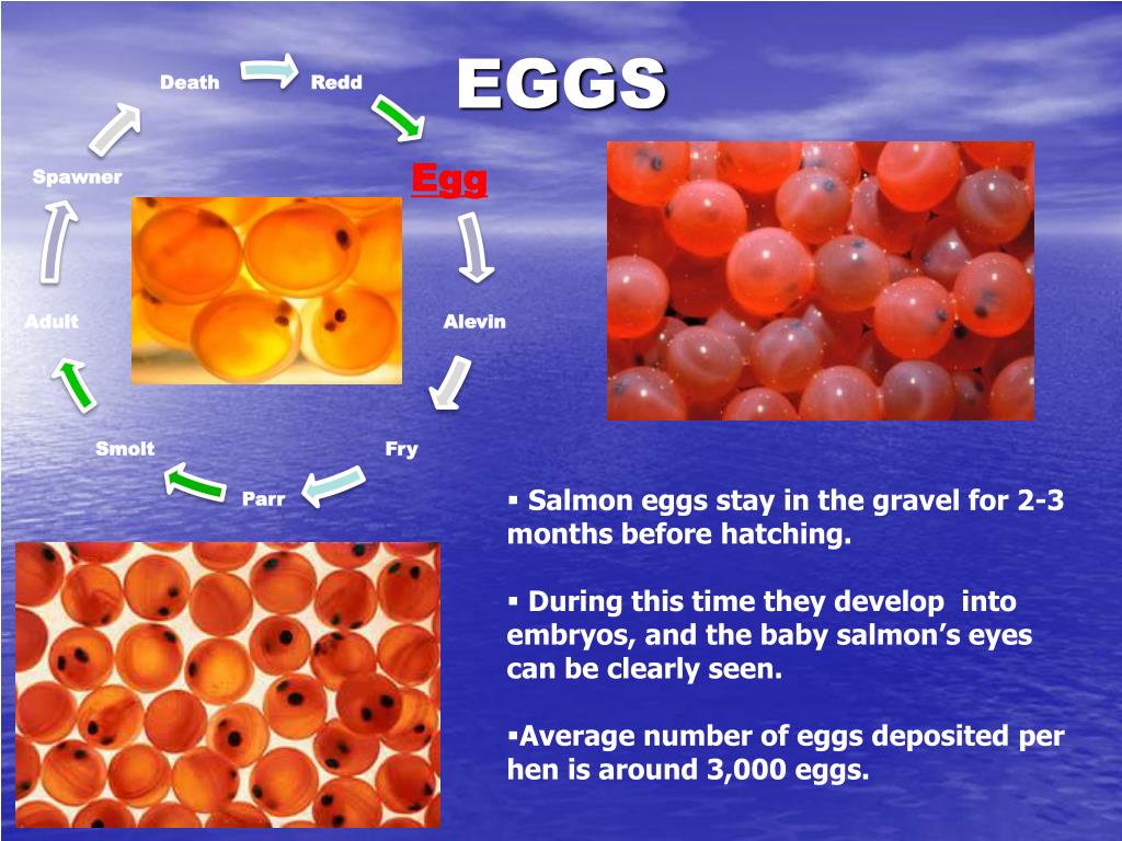PPT Salmon Life Cycle PowerPoint Presentation, free download ID1742071