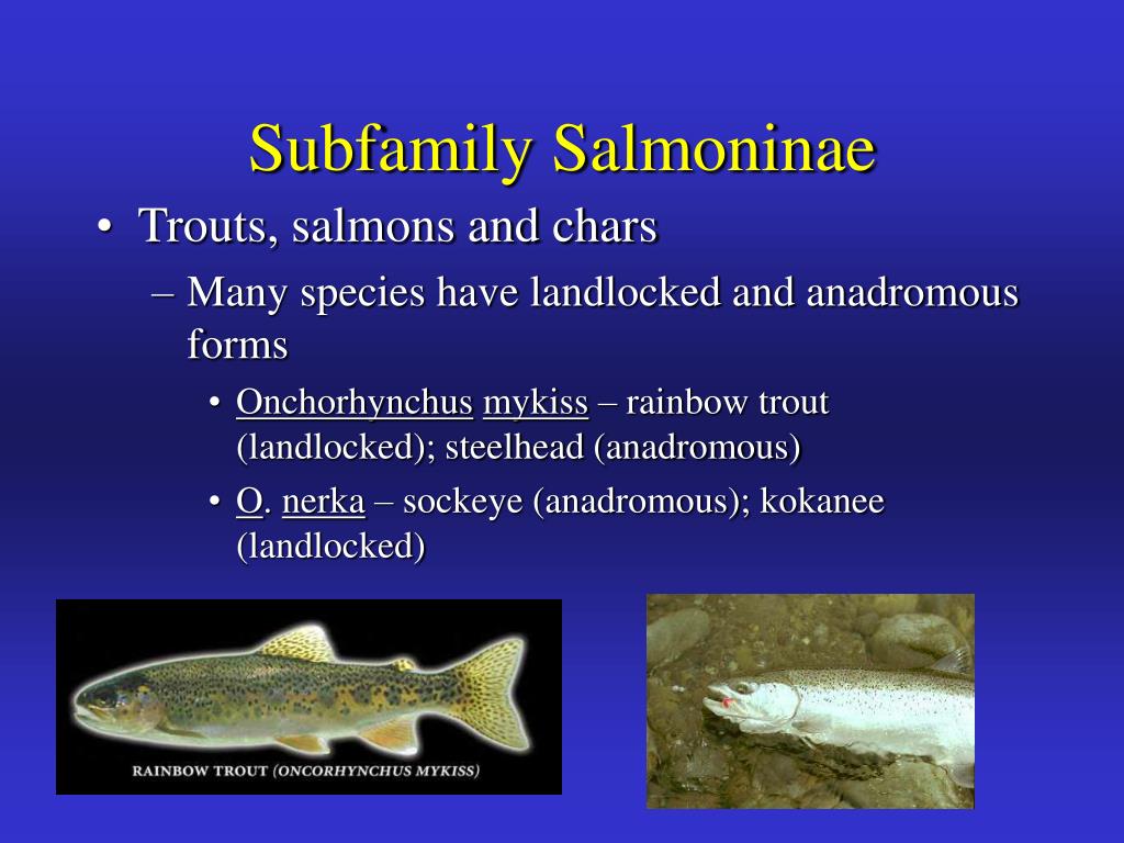 PPT Teleost Fish Bonytongues Through Anglerfish Ch. 14 PowerPoint