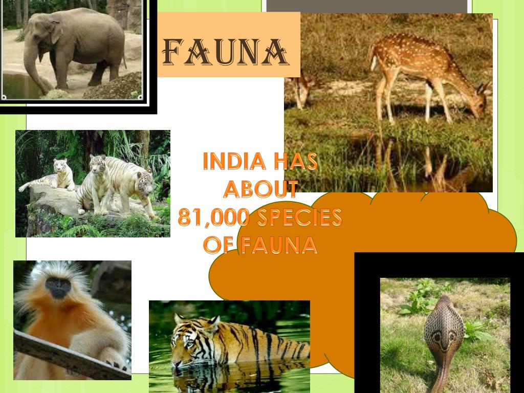 PPT Flora and fauna in INDIA PowerPoint Presentation, free download