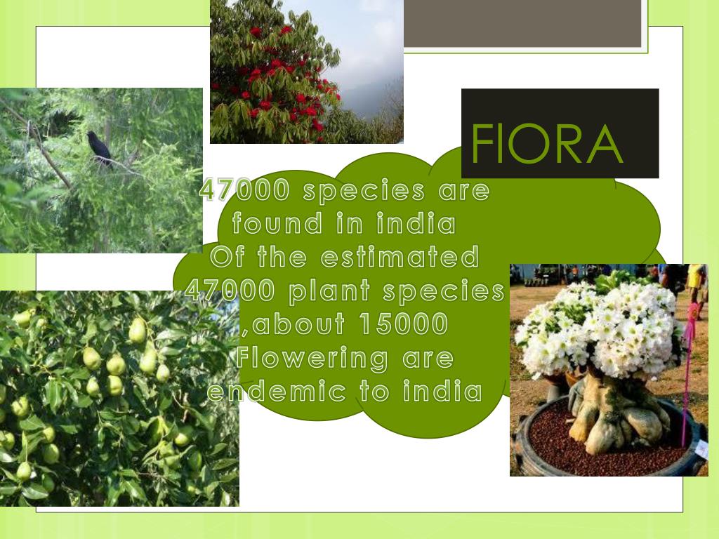 PPT Flora and fauna in INDIA PowerPoint Presentation, free download ID1745486