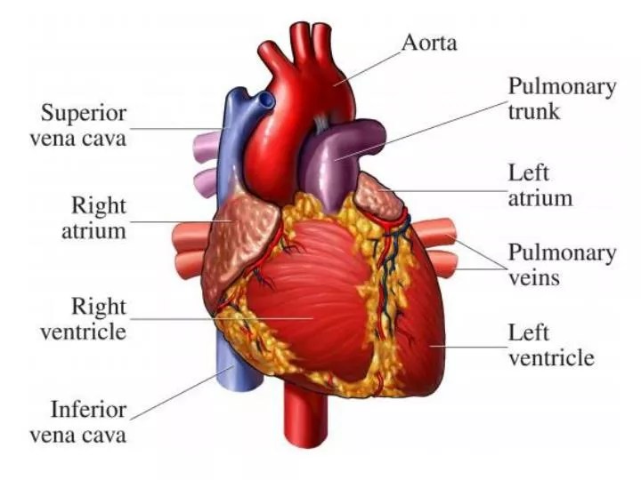 PPT CORONARY ARTERIES PowerPoint Presentation, free