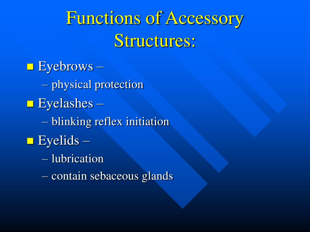 PPT The EYE PowerPoint Presentation, free download ID1749880