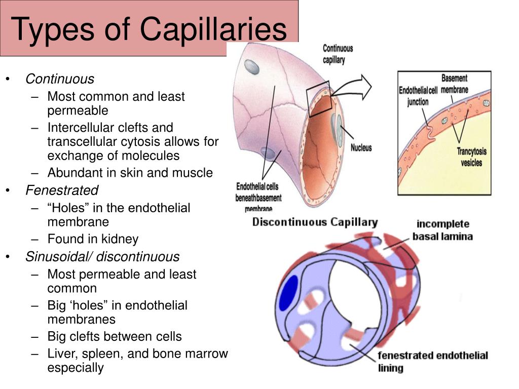 PPT Blood VesselsChps. 1419 PowerPoint Presentation, free download