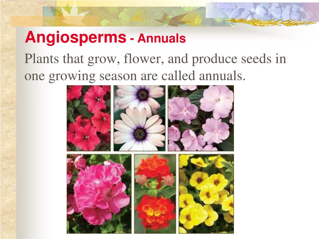 PPT Vascular Plants with Seeds PowerPoint Presentation, free download