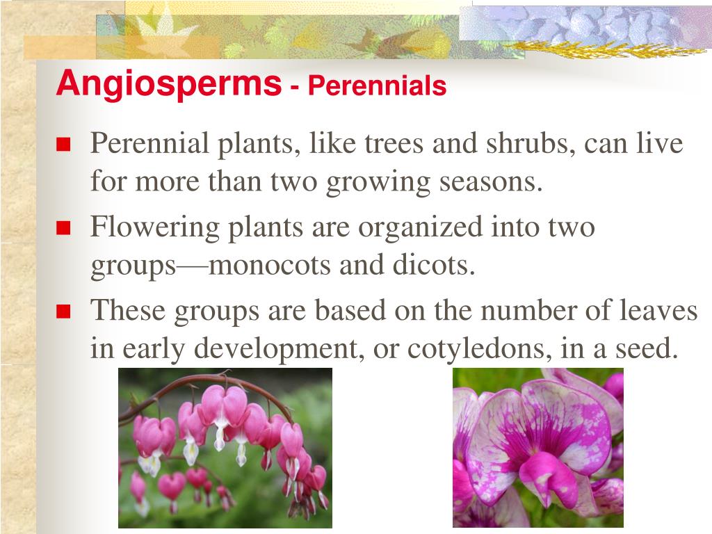 PPT Vascular Plants with Seeds PowerPoint Presentation, free download