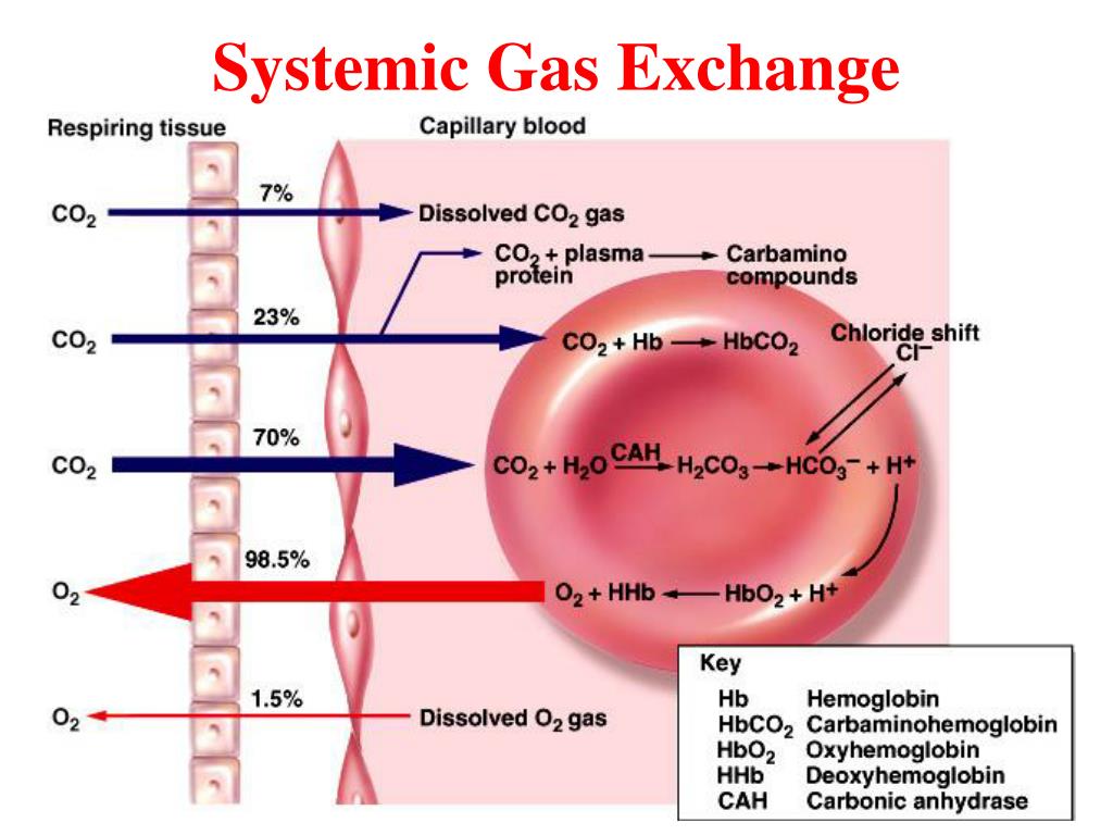 PPT RESPIRATORY GAS TRANSPORT PowerPoint Presentation, free download