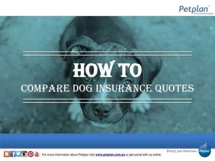 PPT How to Compare Dog Insurance Quotes PowerPoint Presentation, free