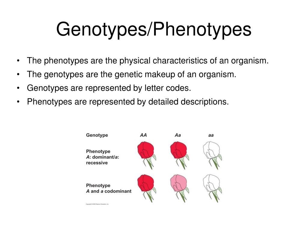 Makeup Of An Organism Represented By Letters Mugeek Vidalondon