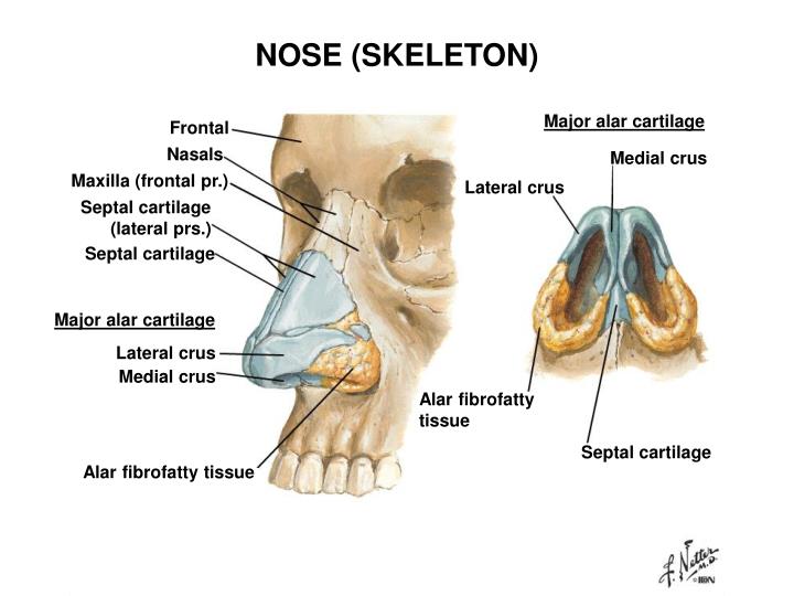 PPT FACE, EYELIDS, LACRIMAL APPARATUS & SCALP Steven J. Zehren, Ph.D