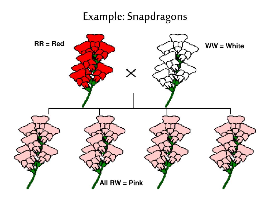 PPT 11 3 Exploring Mendelian & 115 Linkage and Gene Maps